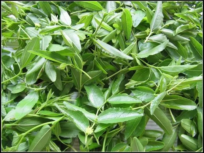 叶酸枣芽茶_叶酸枣蜂蜜作用与功效_酸枣叶