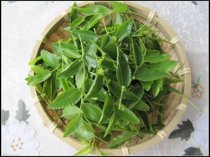 叶酸枣芽茶_酸枣叶_叶酸枣蜂蜜作用与功效