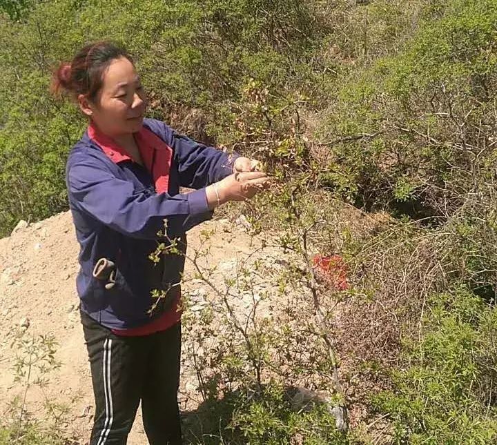叶酸枣蜂蜜作用与功效_叶酸枣芽茶_酸枣叶