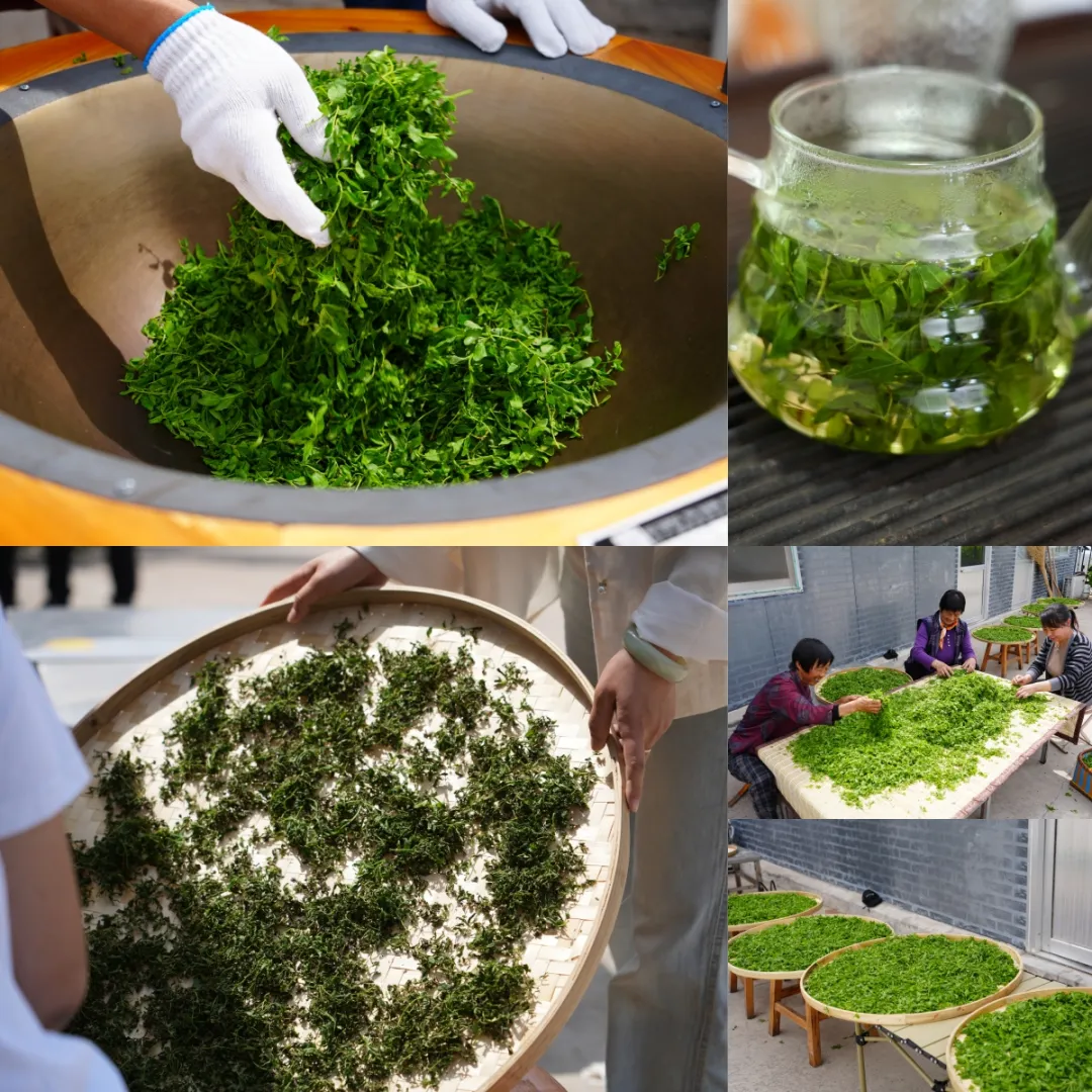 酸枣叶_叶酸枣的功效_叶酸枣蜂蜜作用与功效
