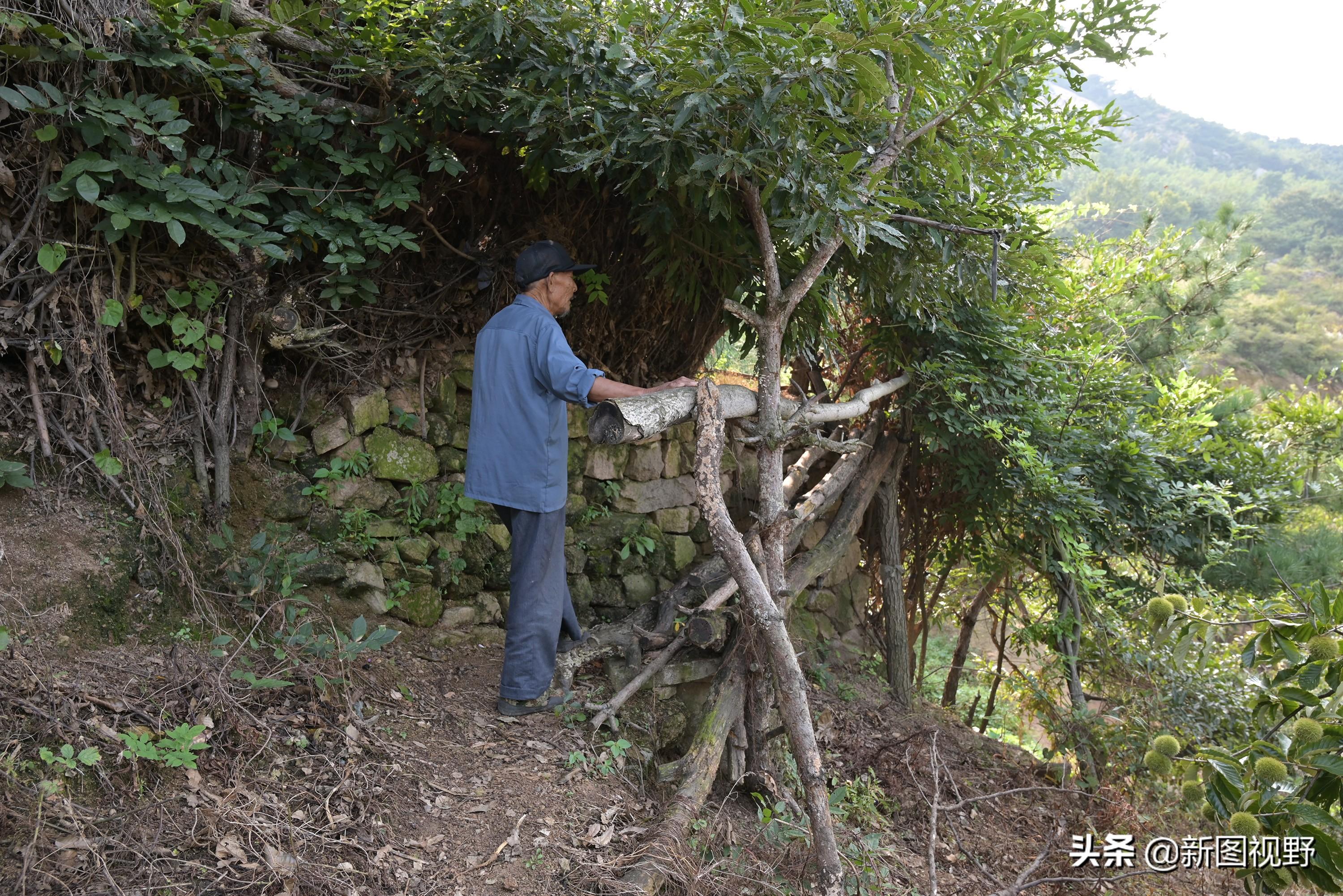 上山喝茶的文案_上山喝茶全国门店_上山喝茶