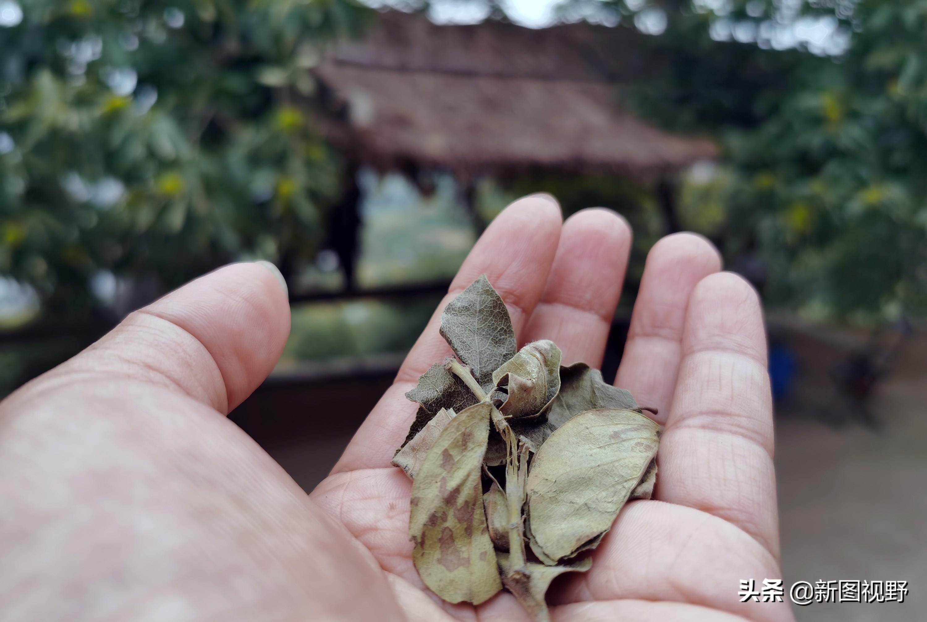 上山喝茶全国门店_上山喝茶_上山喝茶的文案